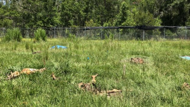 تحلل الأجسام له تأثير فوري على البيئة المحيطة به